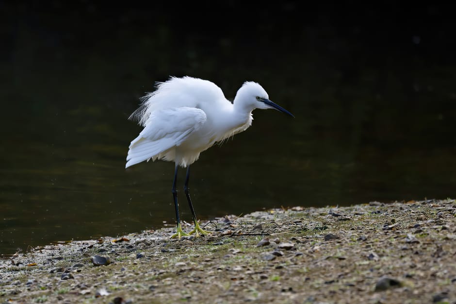 A white heron with slender black legs and a long, pointed black beak stands on a rocky, pebbled shoreline near the edge of dark, calm water. Its feathers appear slightly ruffled, and it gazes downward, possibly searching for food. The background is shadowed, emphasizing the bird’s bright white plumage, with subtle reflections on the water’s surface. The scene suggests a peaceful natural habitat, contrasting with organized house removal activities, but the image's clarity and focus on the heron offer visual detail suitable for inclusive accessibility and relevant to photography or nature content connected to relocation environments.